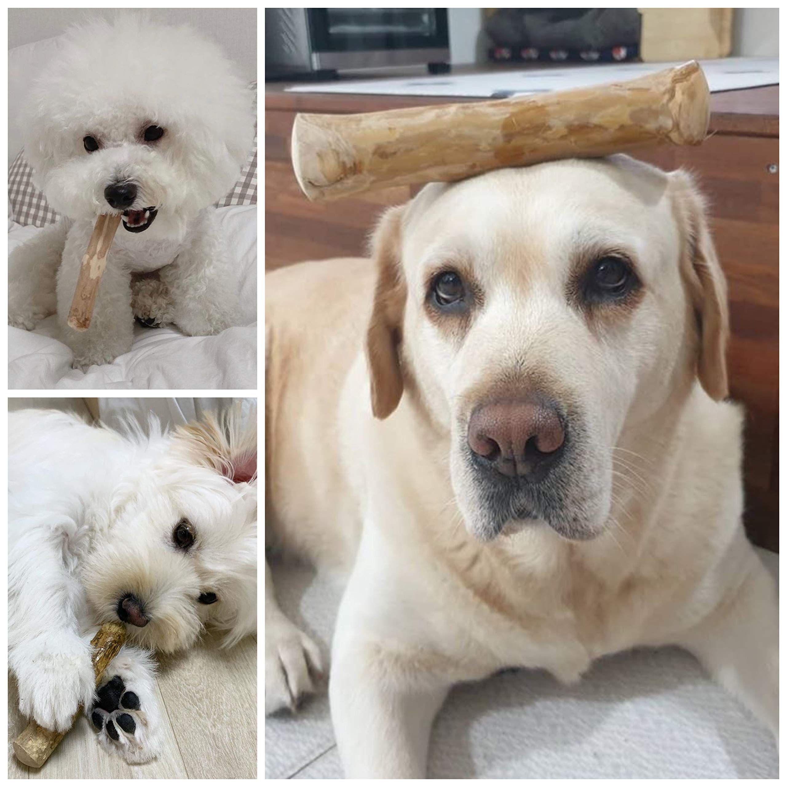 WoofWood Pałeczki do żucia dla psów