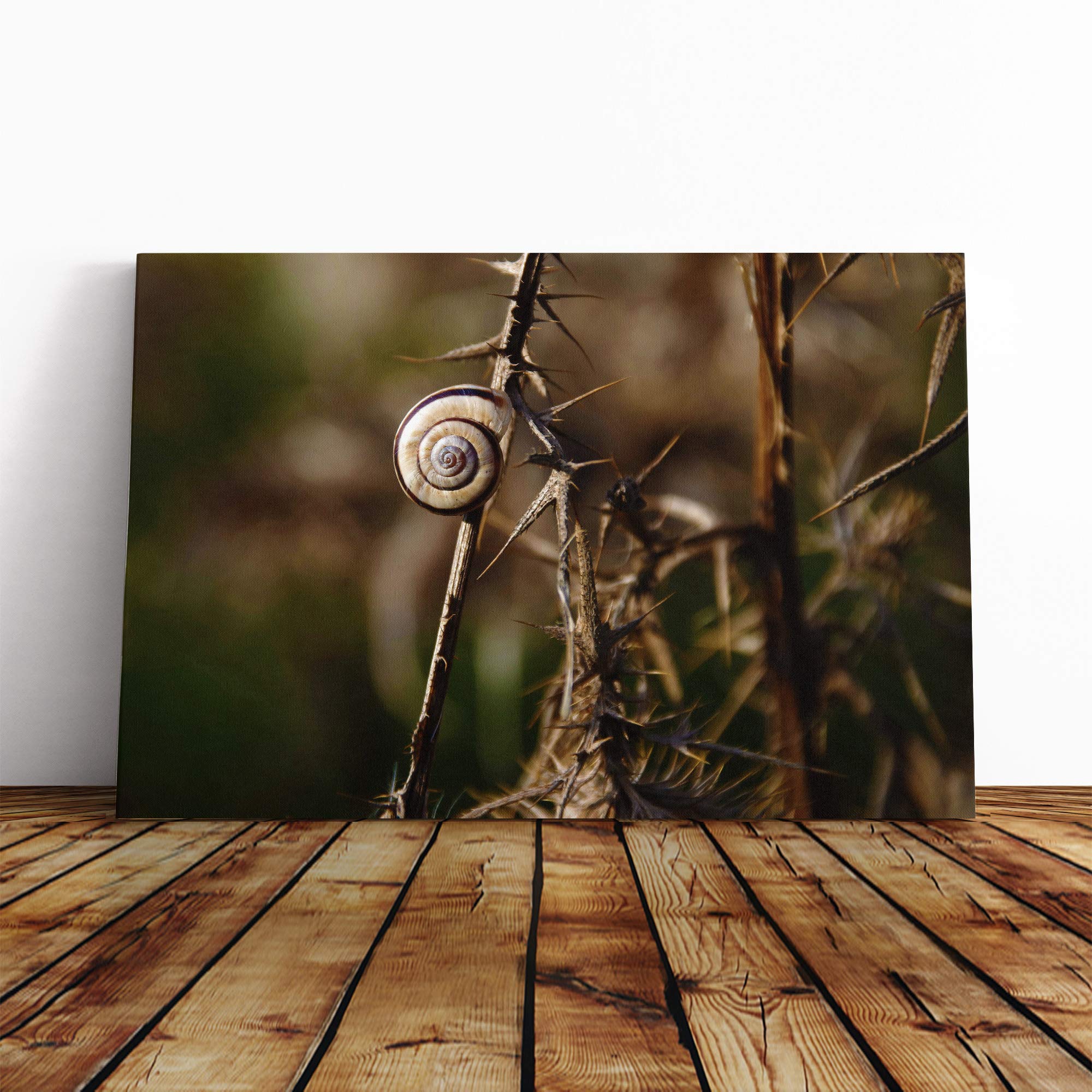 Snail Shell on a Thistle Canvas Print | Gallery Wrapped 30mm Frame Wall Art | 30x20 inches | Ready to Hang | Modern Animals Picture | Living Room Bedroom Lounge Office