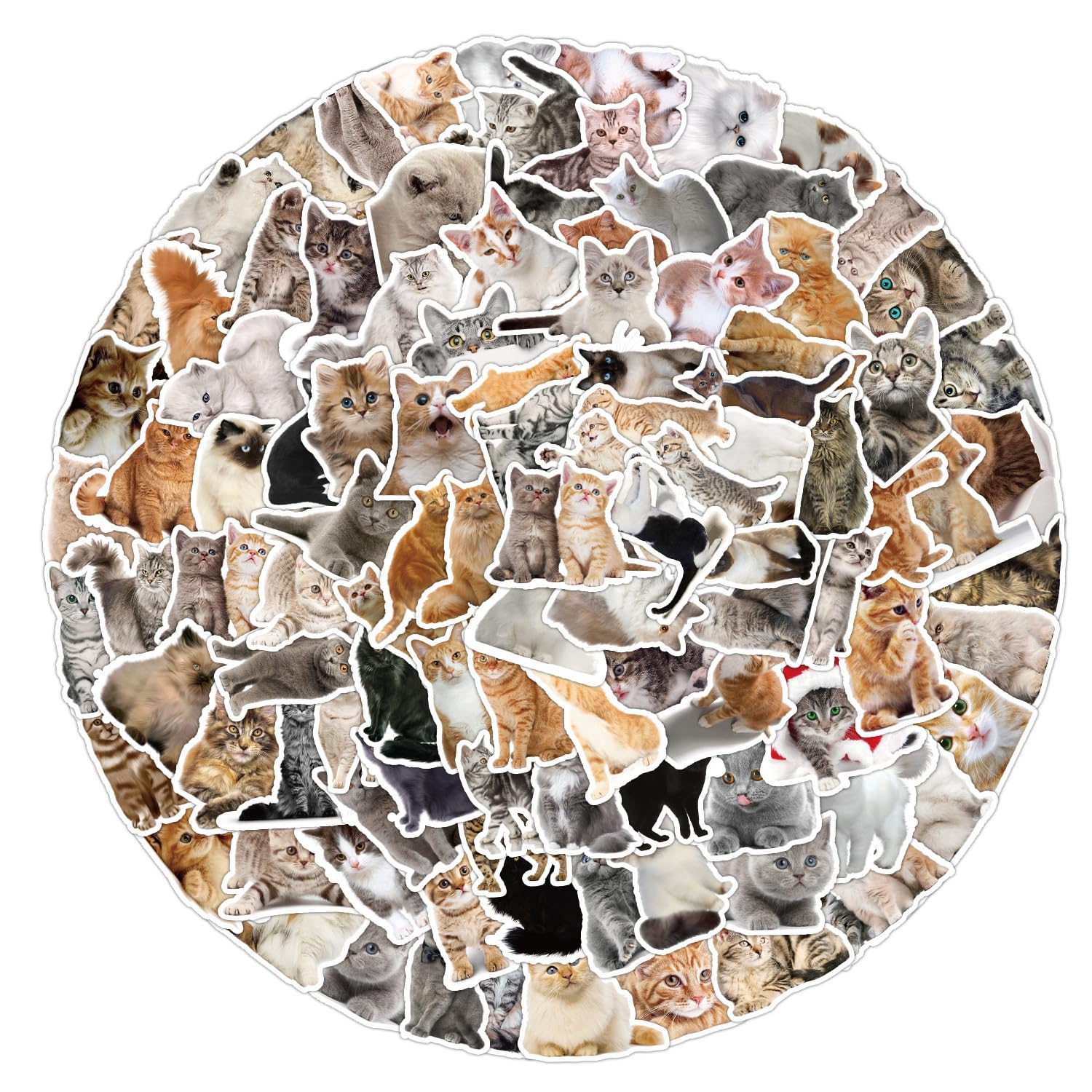 Confezione da 50 adesivi colorati con gatti e animali, per skateboard e computer portatile, per adolescenti, bambini, adulti
