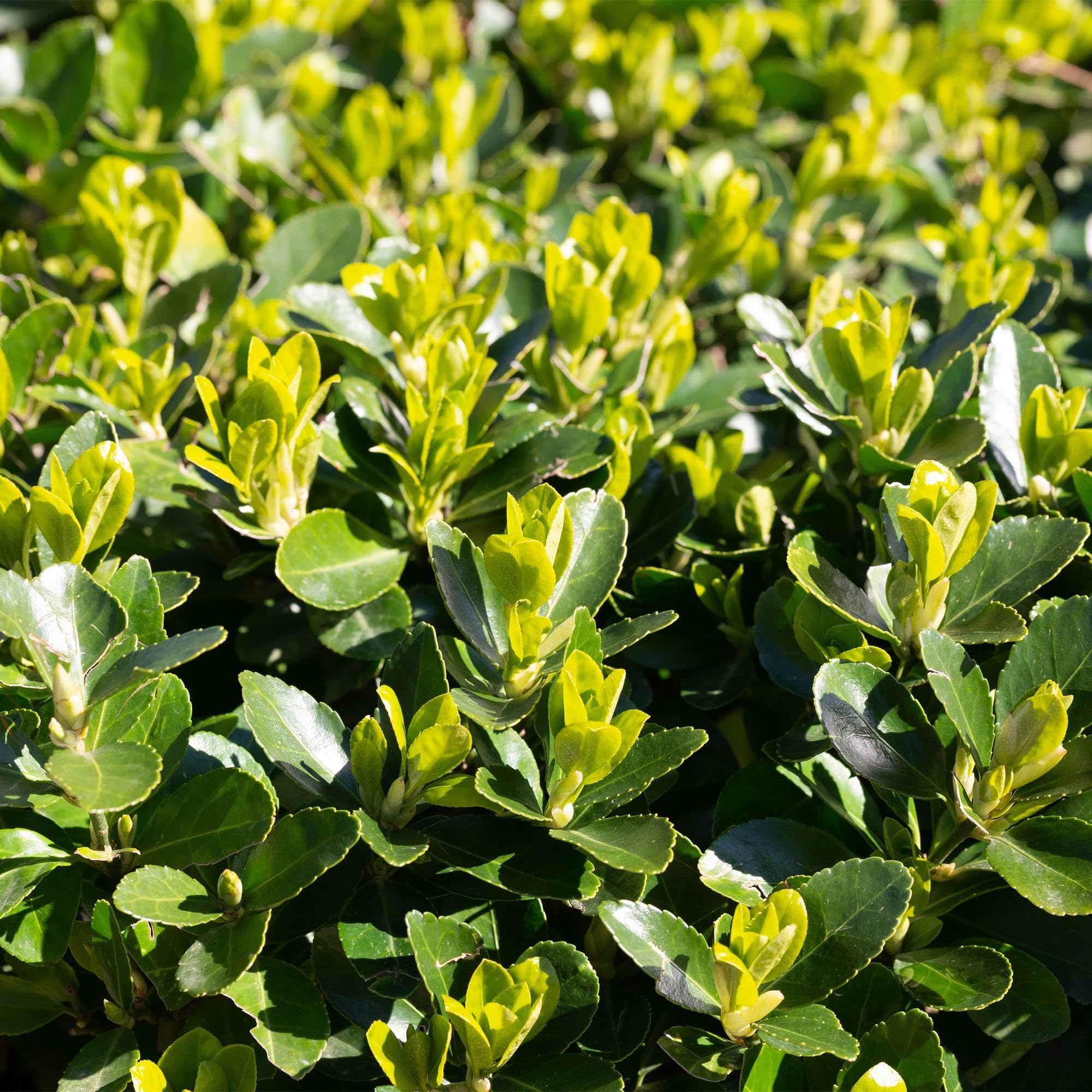 Japoński krzew wrzeciona Euonymus japonicus Green Spire – roślina żywopłotowa – zielony liść, 6 roślin, 1 m, zimozielony, 17 cm, wysokość 40 cm, łatwa w pielęgnacji i odporna na słońce