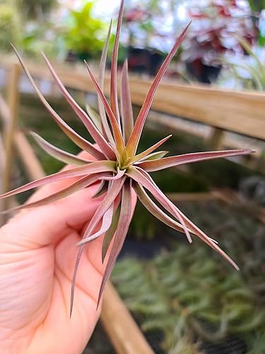 Miniatura 4 de Plantas de aire medianas  5 Brachycaulos Abdita Velutina  El color y la forma varían según la temporada  30 días de garantía en Tillandsia del gnomo