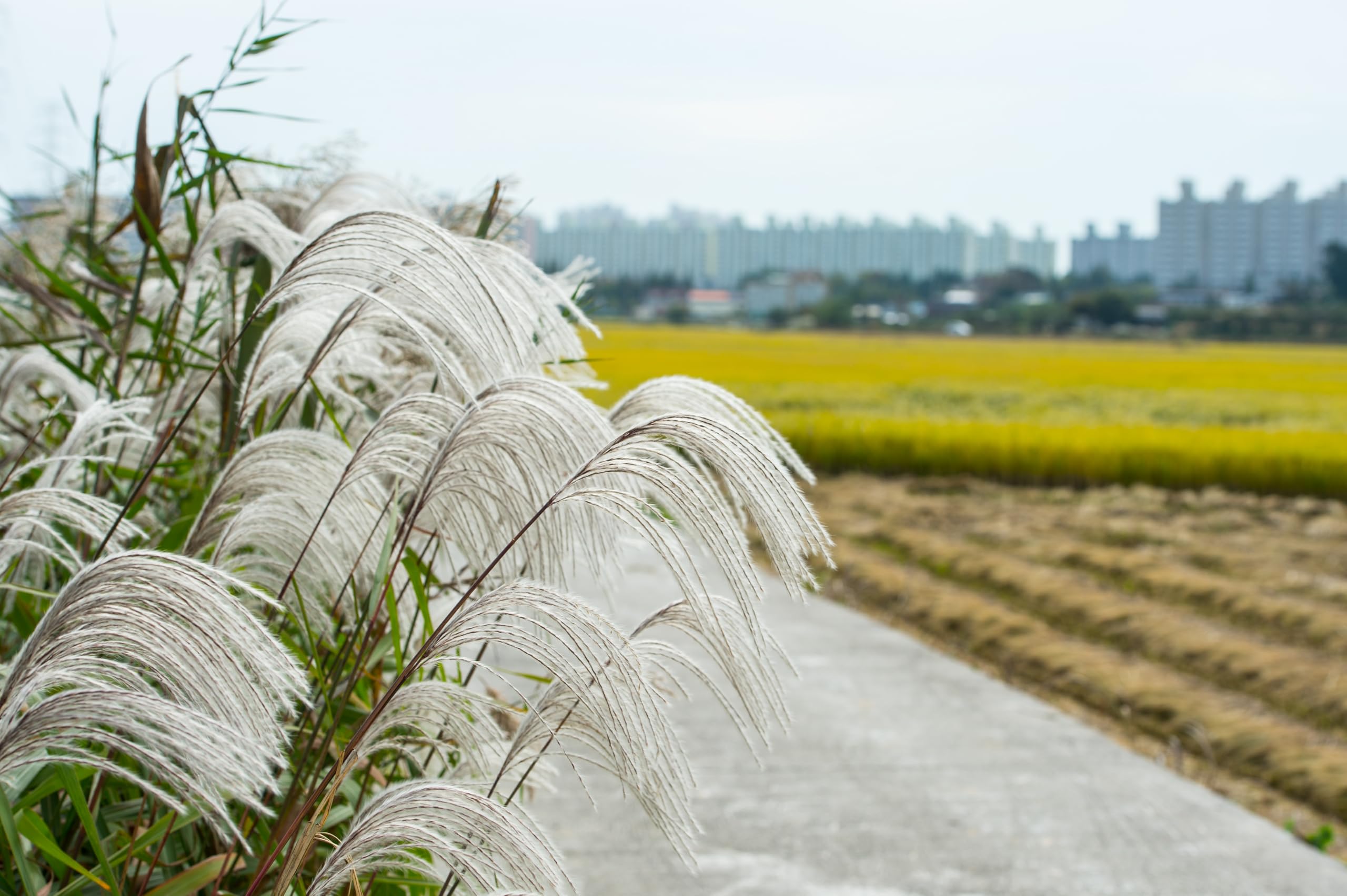 Stauden Gänge 10 x Miscanthus sinensis 'Silberfeder' Chinaschilf winterhart