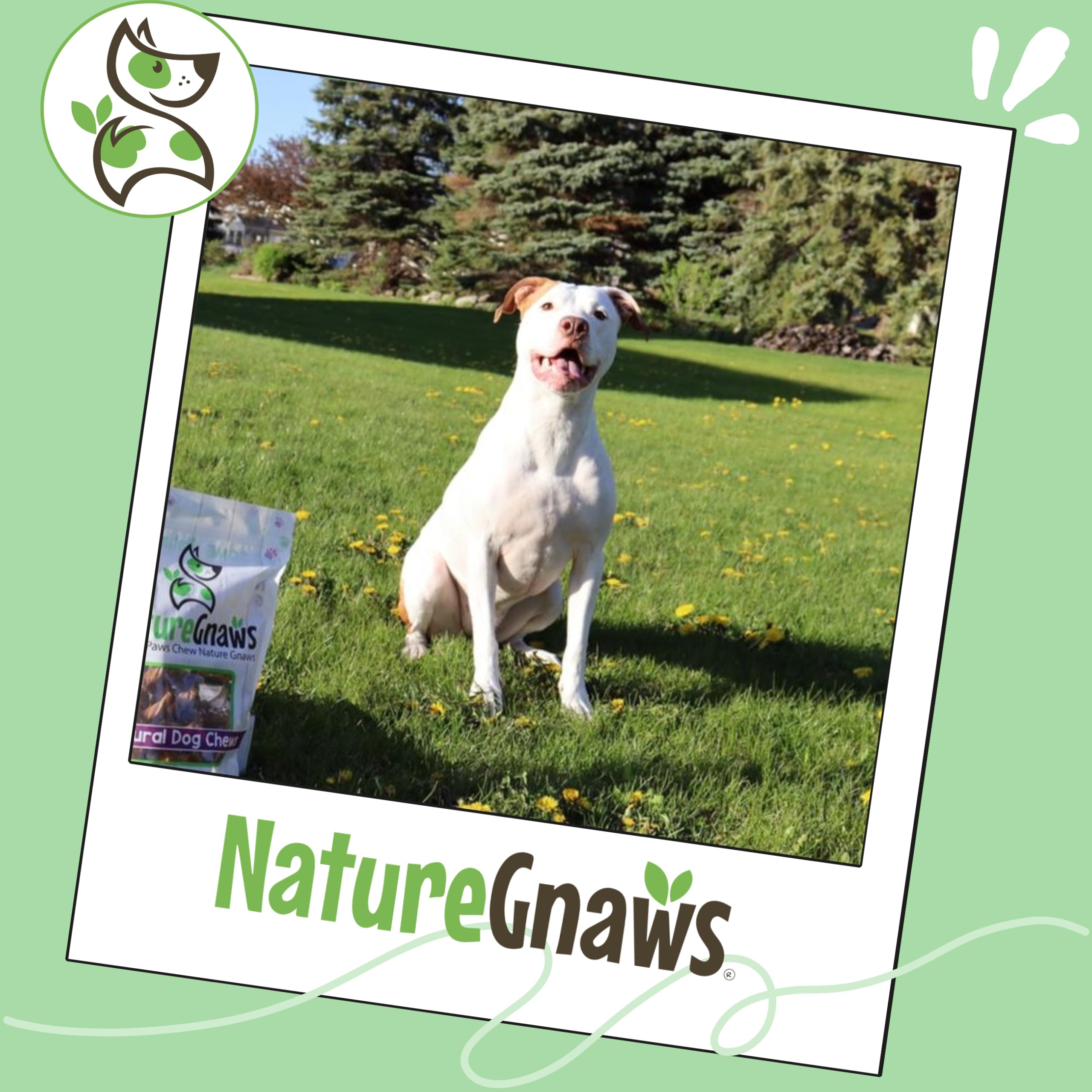 Nature Gnaws Jumbo XL tiene Bully – tutti i tipi di erba naturale Fed per mantenere all'aperto premio carne di manzo cane mastica da 5 a 6 pollici (6 confezioni)