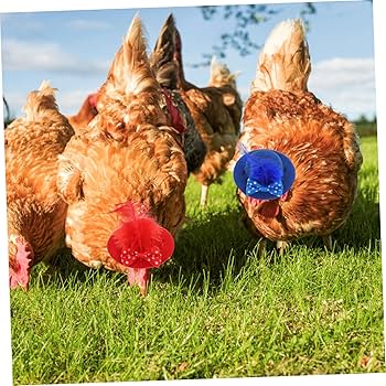 鳥の帽子 Amazon | POPETPOP ギニア 2個 雄鶏の帽子 チキンファシネーター