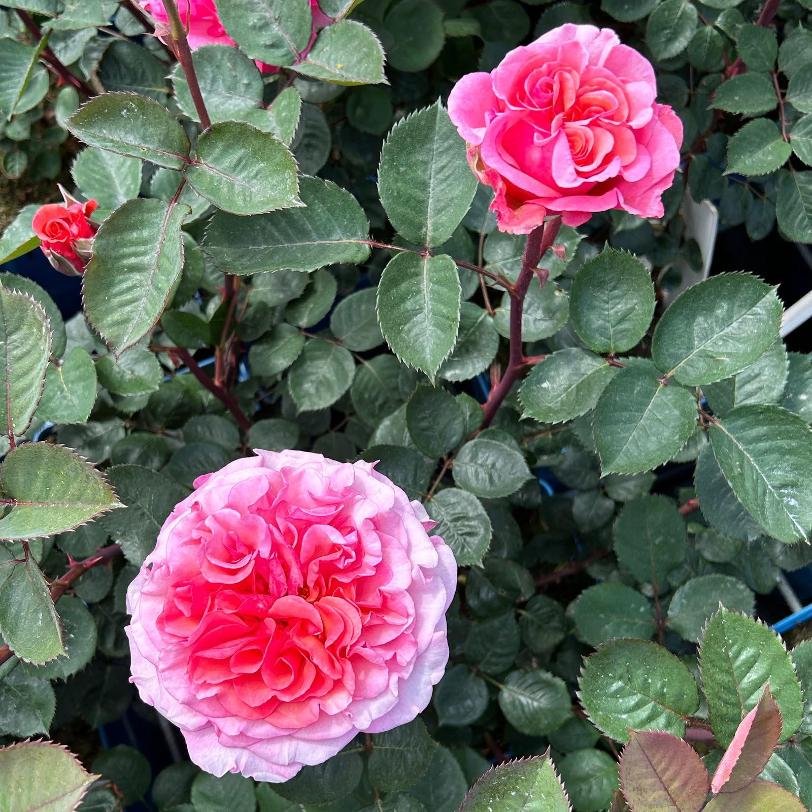 Stammrose 'Käthchen von Heilbronn'®, Edelrose, Stammhöhe 60cm, Topf 7,5 Liter