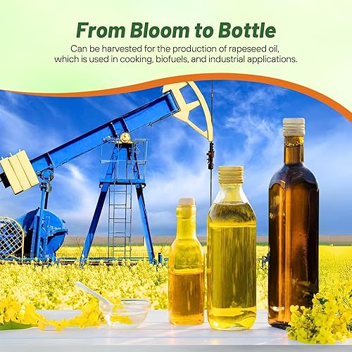 Miniatura 4 de Outsidepride Brassica Dwarf Essex - Semilla de colza forrajera para parcelas de alimentos y cultivos de cobertura, 1 libra