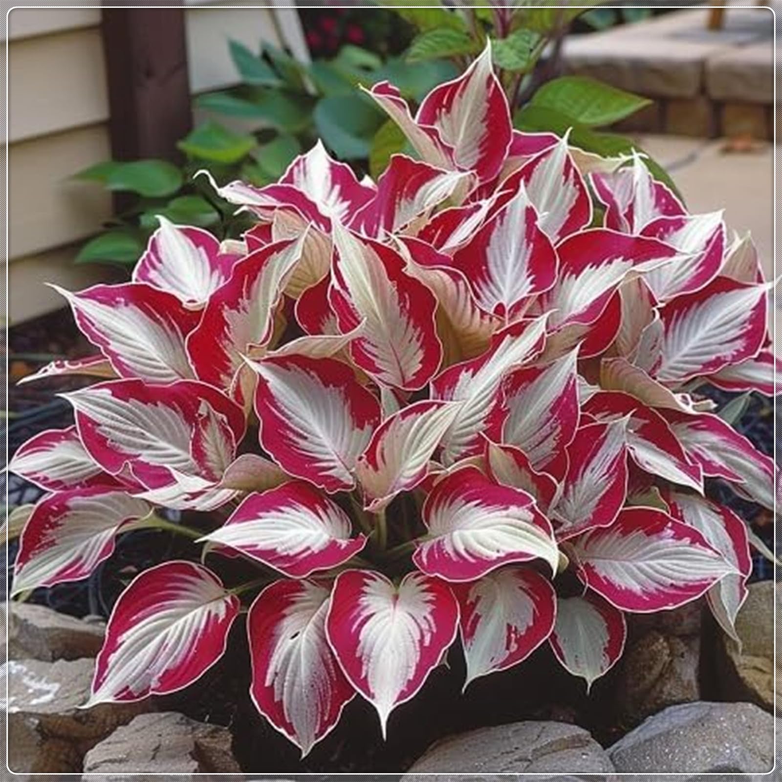 Excellent Display, Easy to Plant, Wedding Flowers, Greening Flower,Hosta Rhizome，Flowering Rhizome,Hostas for Planting, Bloom Year After Year-4 Bulbs-I