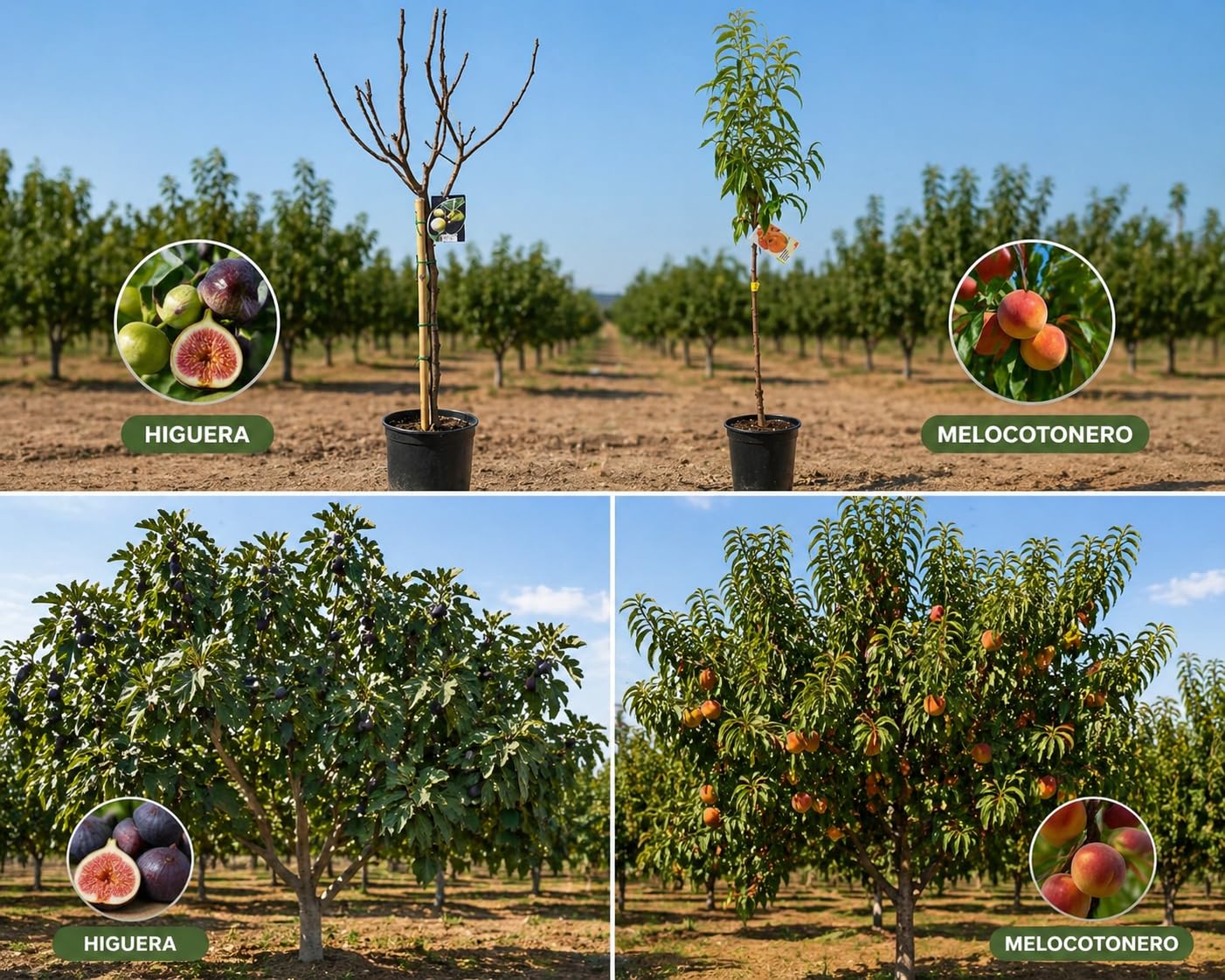 Garden Center Shop | Pack Árboles Frutales Higuera y Melocotonero | Plantas Naturales para Jardín y Huerto | Producción de Fruta | Ideal Exterior (Higuera y Melocotonero)