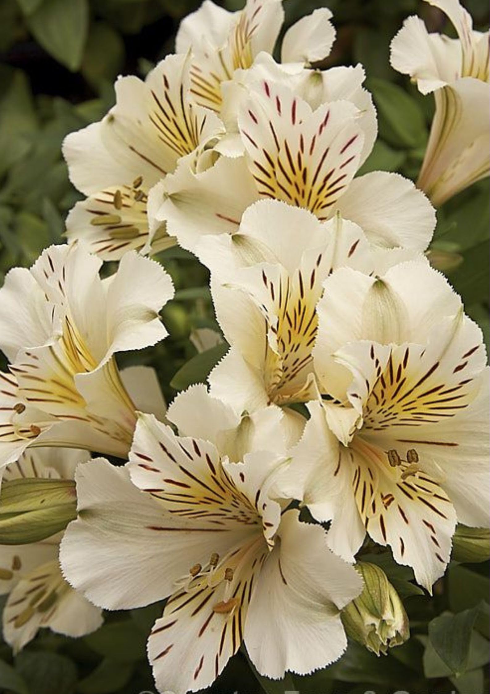 Alstroemeria Imported Coffee Shade Color Flower Bulbs For Gardening (Pack Of 2 Bulbs)-image-16