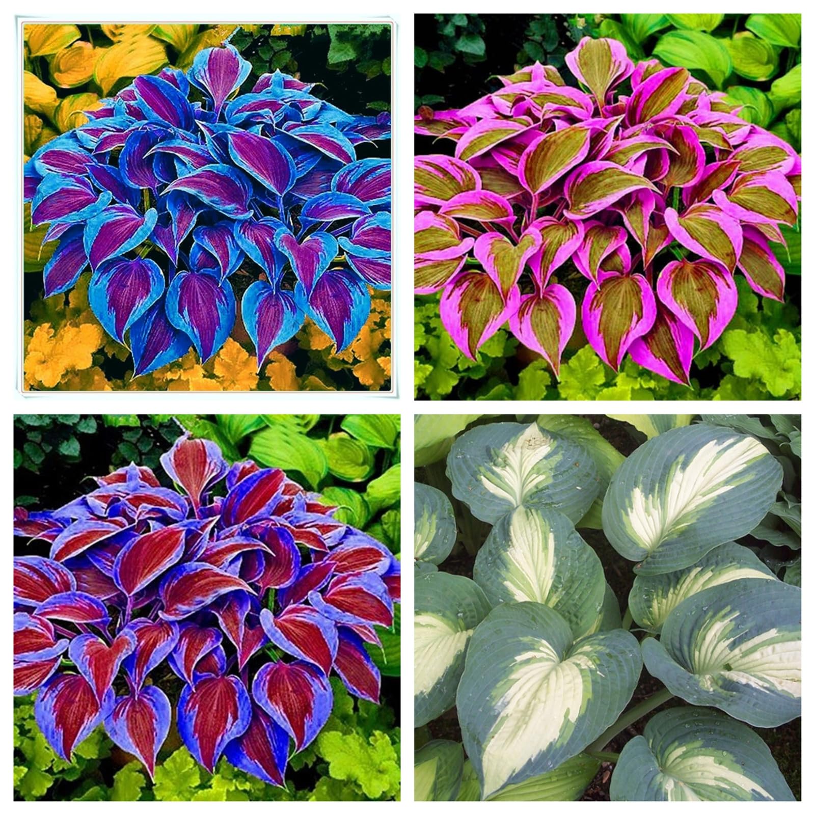 Perennial/Hosta Bulbs for Planting Now UK-Large/Brilliant Hosta Rhizome/Grow Well/Excellent Display/Potted-15bulbs-B