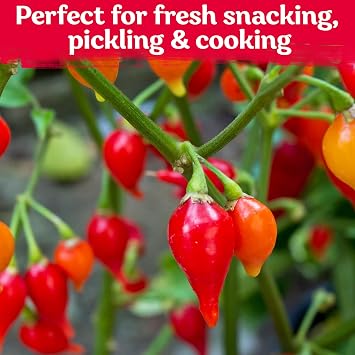 KVITER 25 Sweety Drop Peppers Seeds (Capsicum Chinense) Pimenta Biquinho, Chupetinho, Pimenta de Bico, Little Red Tear Drop Peppers Heirloom Red Pepper Vegetable Seeds for Outdoor & Indoor Garden