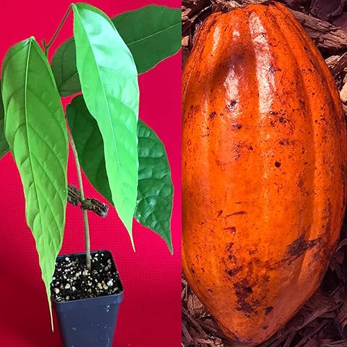 TRINITARIO Theobroma Cacao Cacao Chocolate Árbol Frutal Planta en maceta ROJO Mediano