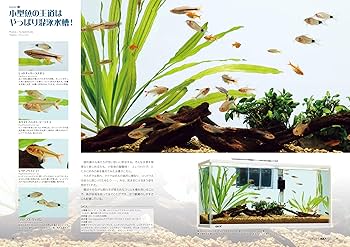 アクアライフ　まとめ売り 月刊アクアライフ 2025年07月号 僕たちの好きな小型魚たち [雑誌