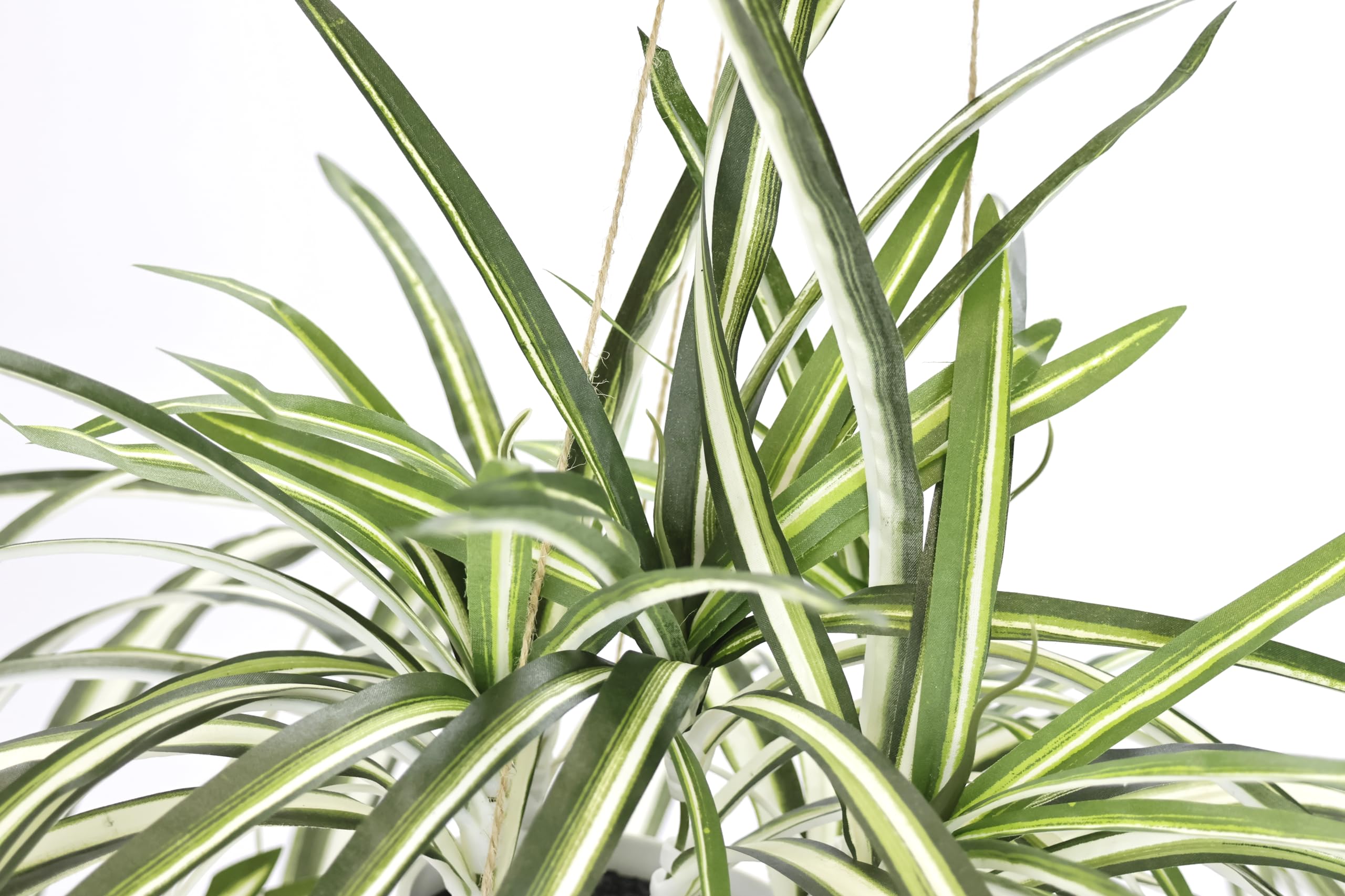 Graslelie - Chlorophytum comosum 'Atlantic' - Hoogte 25-40cm - ⌀12cm | Leen Bakker