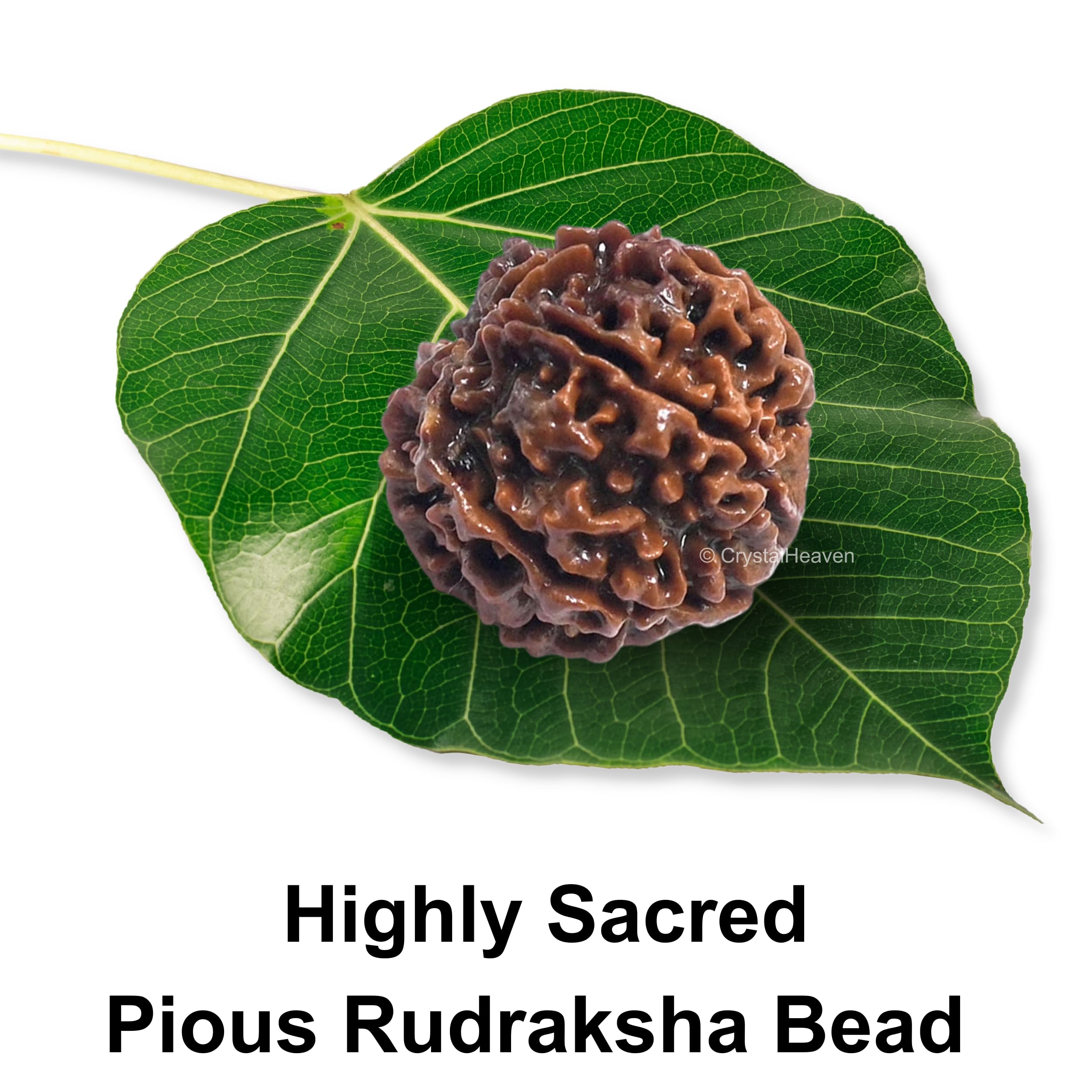 6 Mukhi Rudraksha Original Certified Bead 1