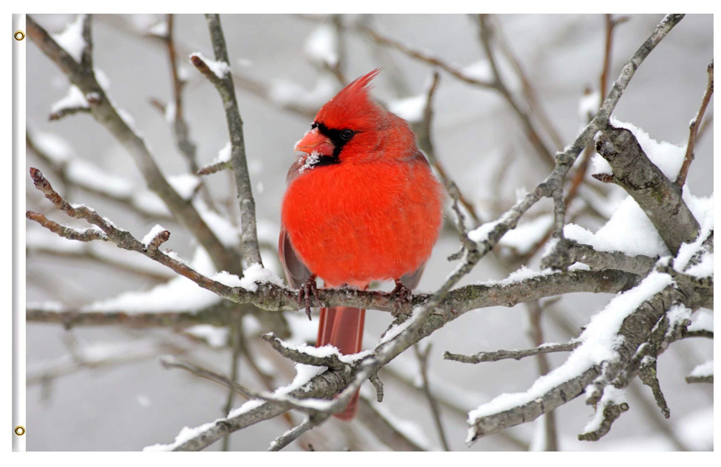 Buy Pickako Cardinal Birds on Winter Snow Branch Tree Snowy Seasonal