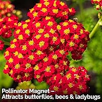 Vista 4 de KVITER 7000 semillas de milenrama roja (Achillea Millefolium Rubra) - Semillas de flores perennes para plantar en el exterior, reliquia y orgánicas