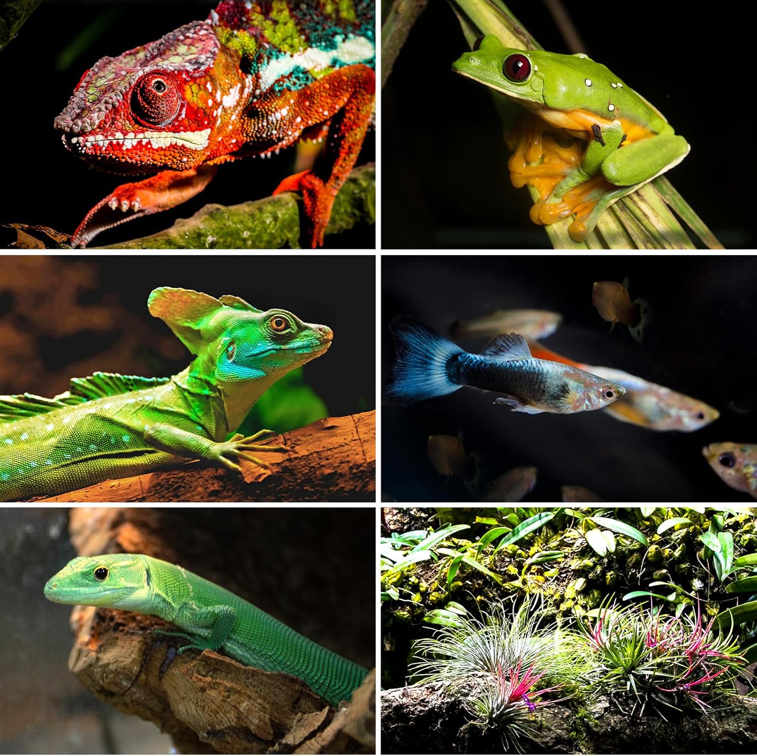 REPTI ZOO 100 Gallon Extra Tall Large Reptile Tank, 36x18x36 Vertical Reptile Terrarium, Chameleon Cage with Screen Ventilation, Water-Land Turtle Tortoise Aqua Terrarium with Drainage Pipe