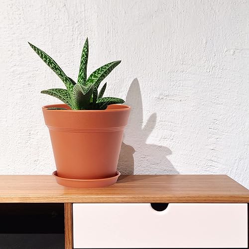 Miniatura 5 de Paquete de 16 macetas de plástico de terracota con agujeros de drenaje y bandeja, macetas de interior de 4 pulgadas de grosor, macetas de vivero