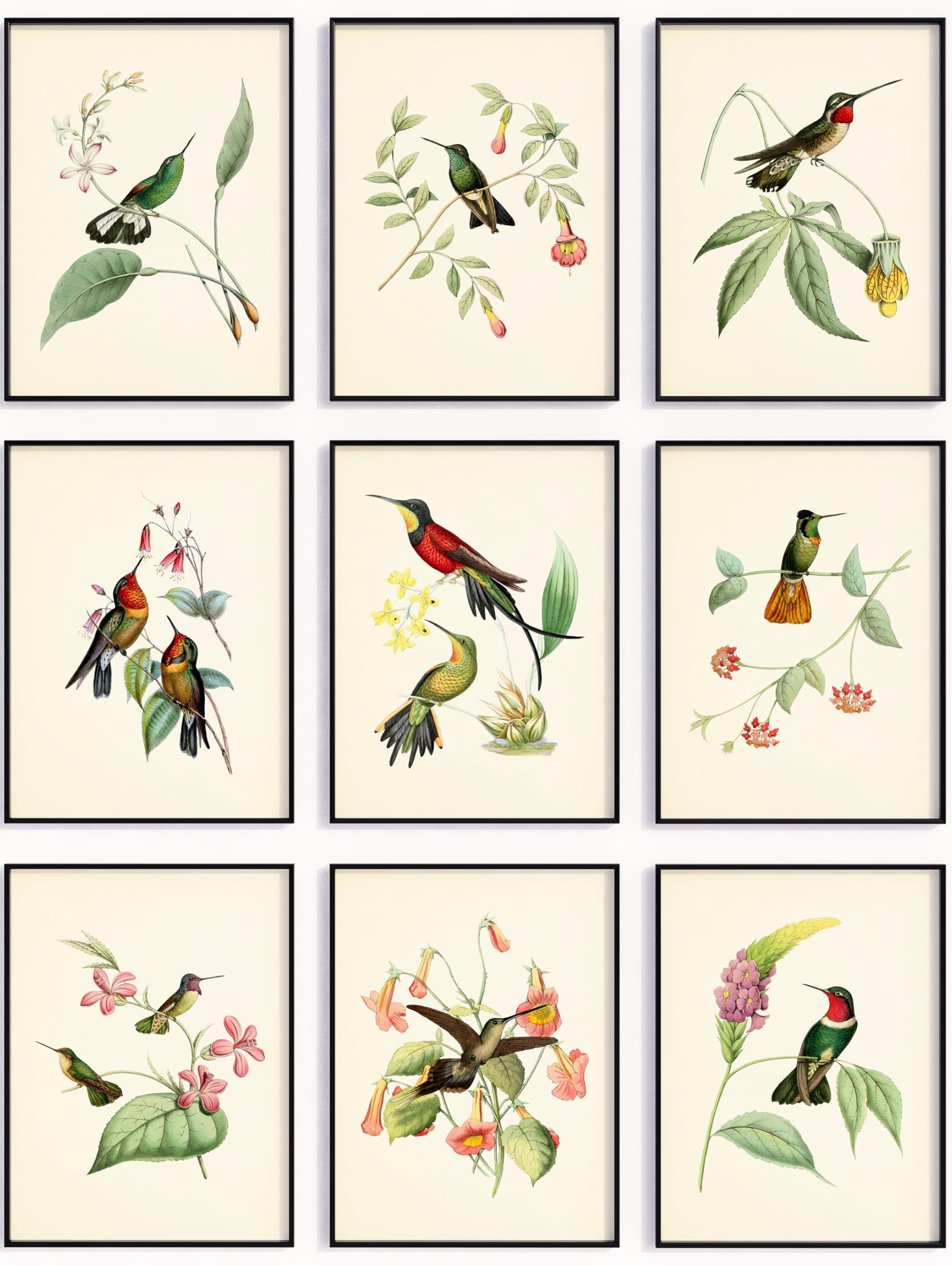 Prints Made Perfect Hummingbird Art Prints