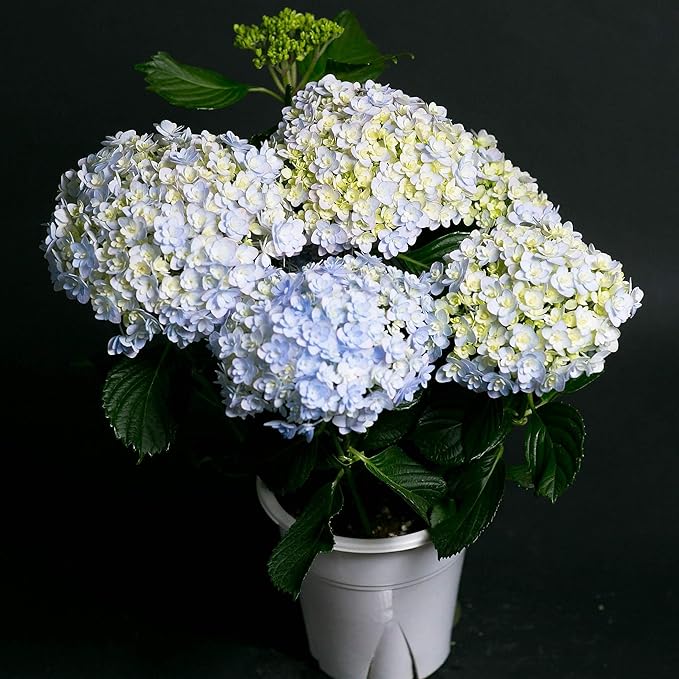 Amazon 母の日 ギフト 店長こだわり珍しい逸品 アジサイ鉢 ラッピングしてお届け 鉢花 鉢植え フラワーギフト アジサイ ハイドランジア 早い者勝ち いろいろな珍しい種類が選べます てまりてまり ブルー 観葉植物 オンライン通販