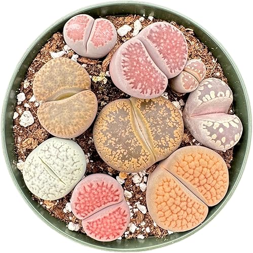 Sprout N Green - Colección Lithops rara, planta de piedra viva totalmente enraizada en maceta de 4 pulgadas, lindas plantas suculentas en maceta de
