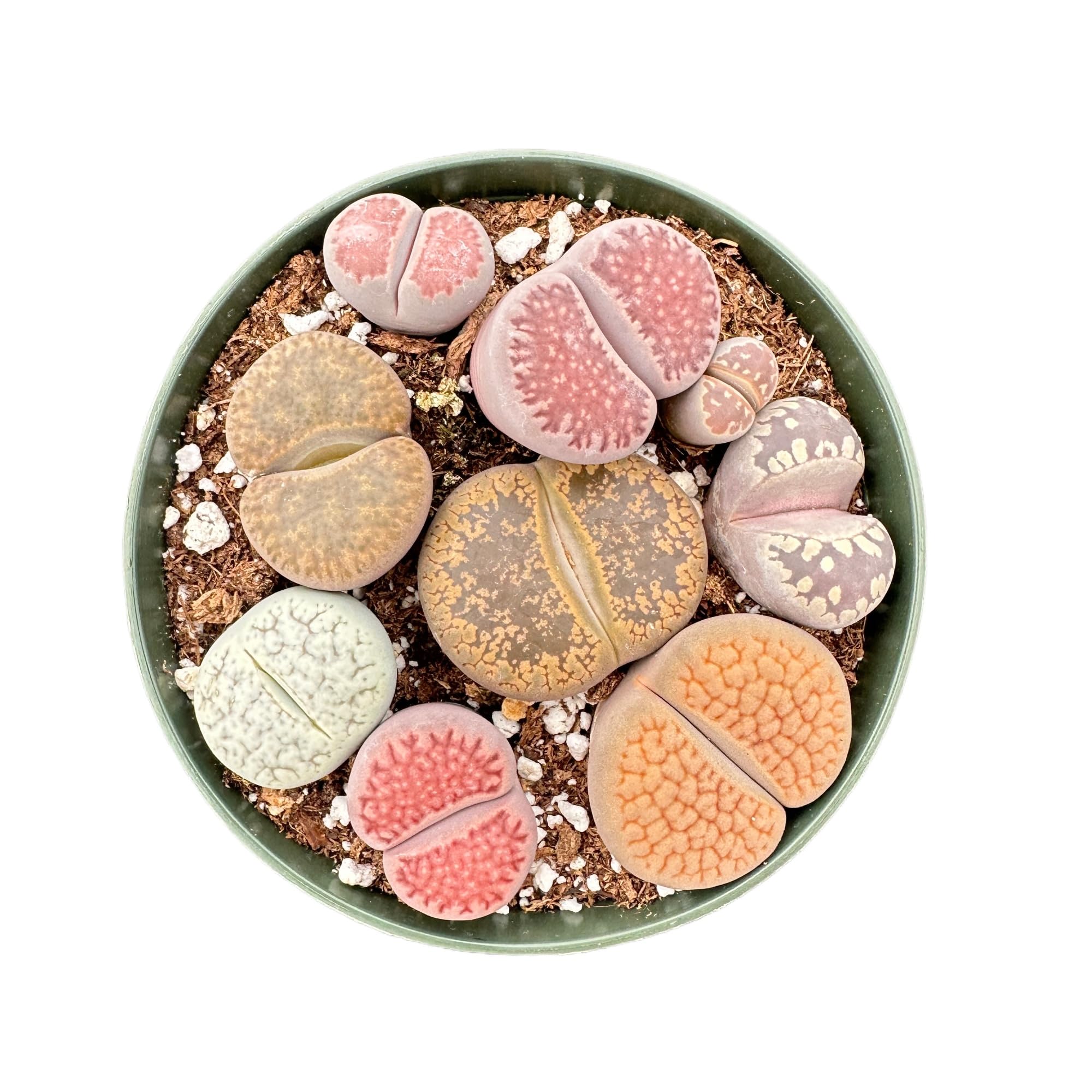 Sprout N Green Rare Lithops Collection 4 Inch Pot