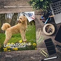 Vista 1187 de Razas de Perros 2017