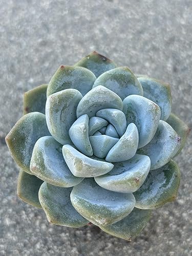 Miniatura 5 de Echeveria - Planta suculenta viva verde hielo, maceta de 2 pulgadas, totalmente enraizada con tierra, decoración para el hogar y la oficina