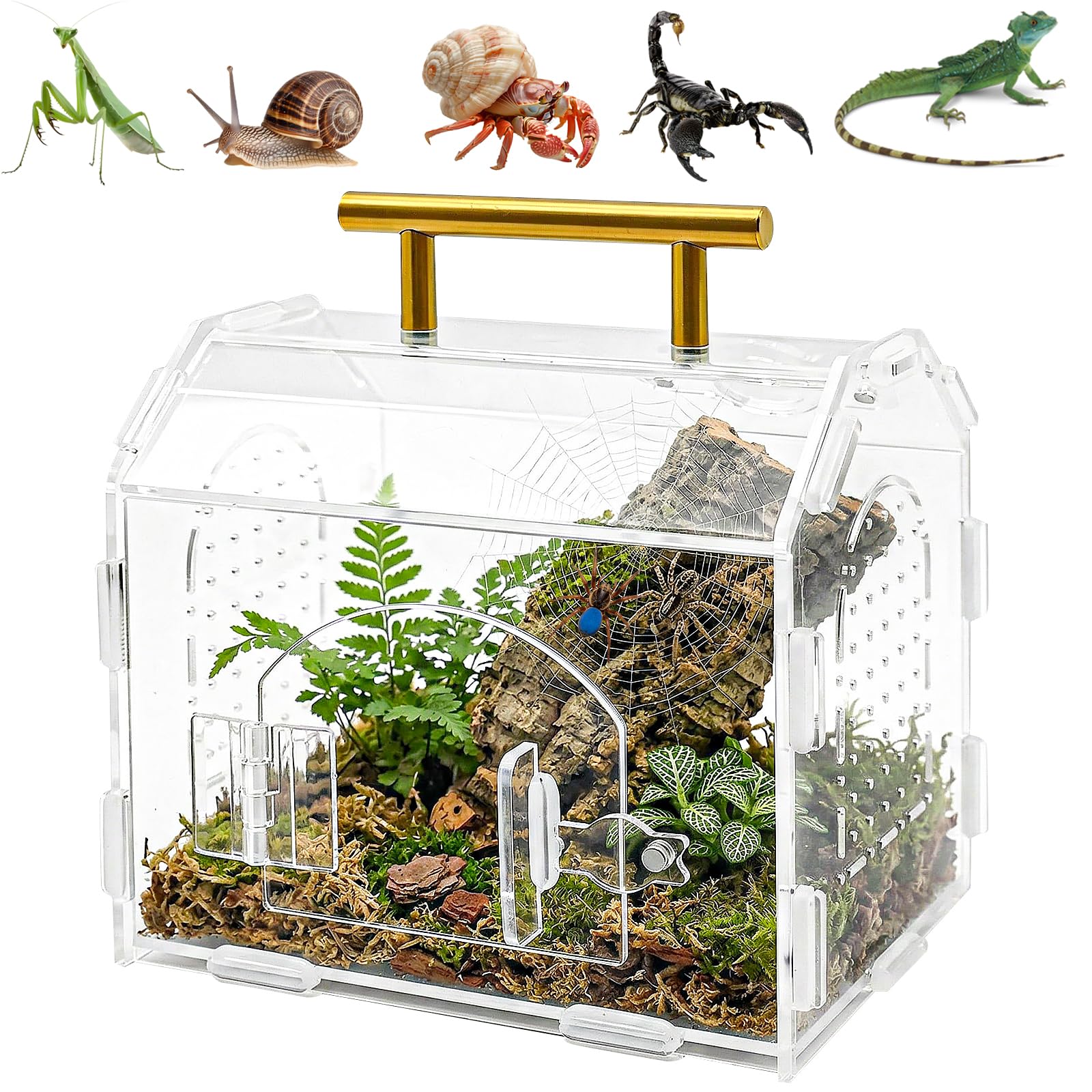 Terrario Acrílico Portátil con Cierre Magnético y Asa - Terrario Reptiles Transparente con Ventilación Superior y Funda de Goma Desmontable, Ideal para Araña Saltarina