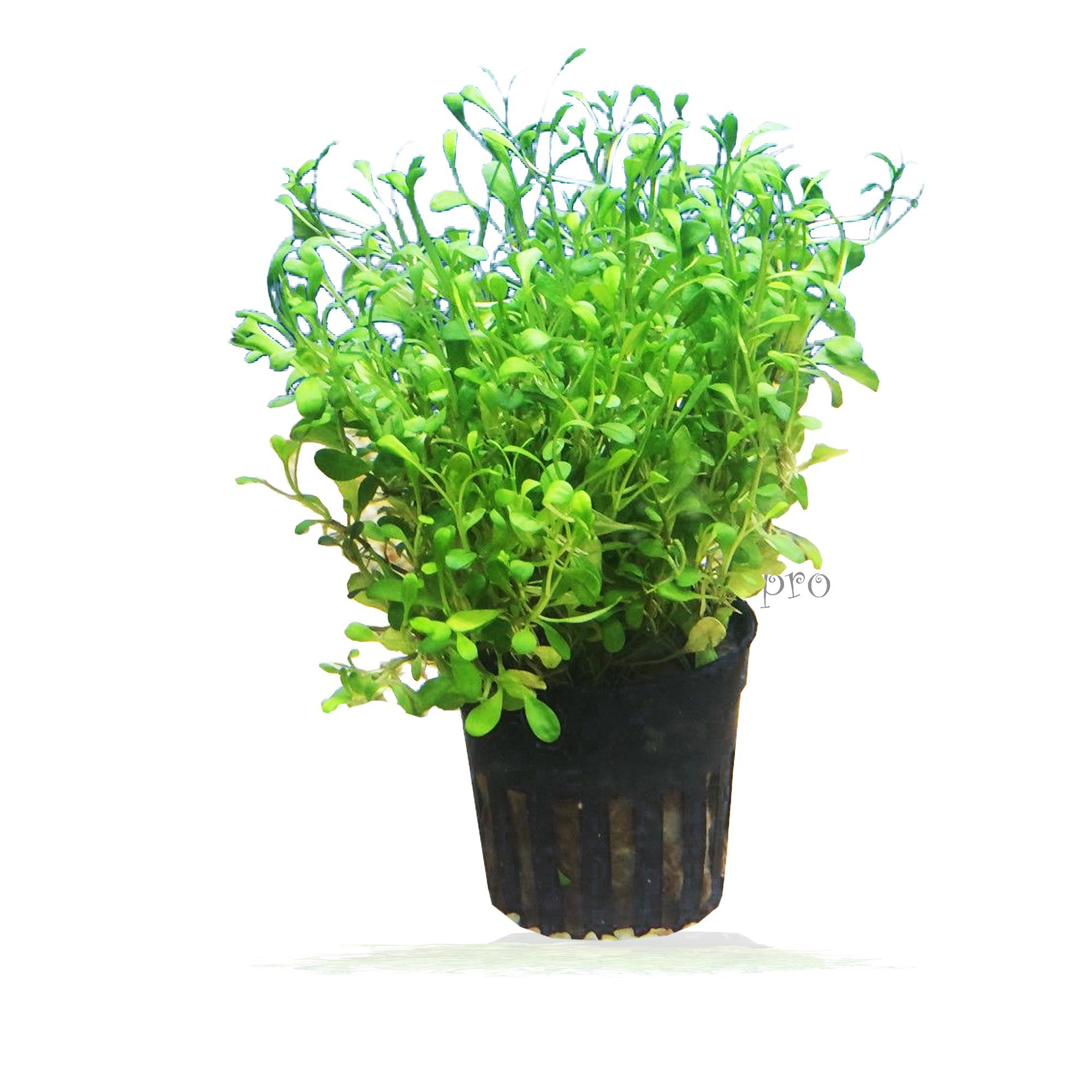 Buy 3 Carpet Plants Package Dwarf Baby Tears Dwarf Hairgrass and Glosso