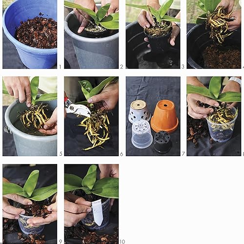 Miniatura 8 de DI QIU REN Paquete de 10 macetas de orquídeas transparentes para trasplantar, macetas de plástico de 6 pulgadas con agujeros y platillos, maceta de