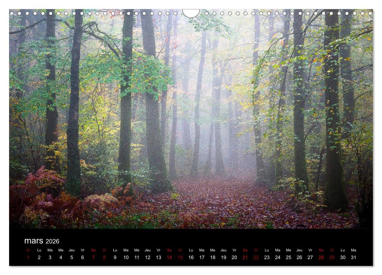 Lumières de Brocéliande (Calendrier mural 2026 DIN A3 vertical), CALVENDO calendrier mensuel: Images de la forêt de Brocéliande