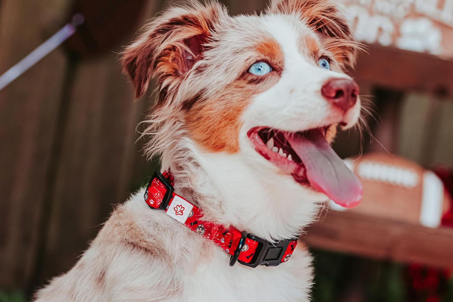 Ohio State Brutus Buckeye Paw Prints Dog Collar (Medium)