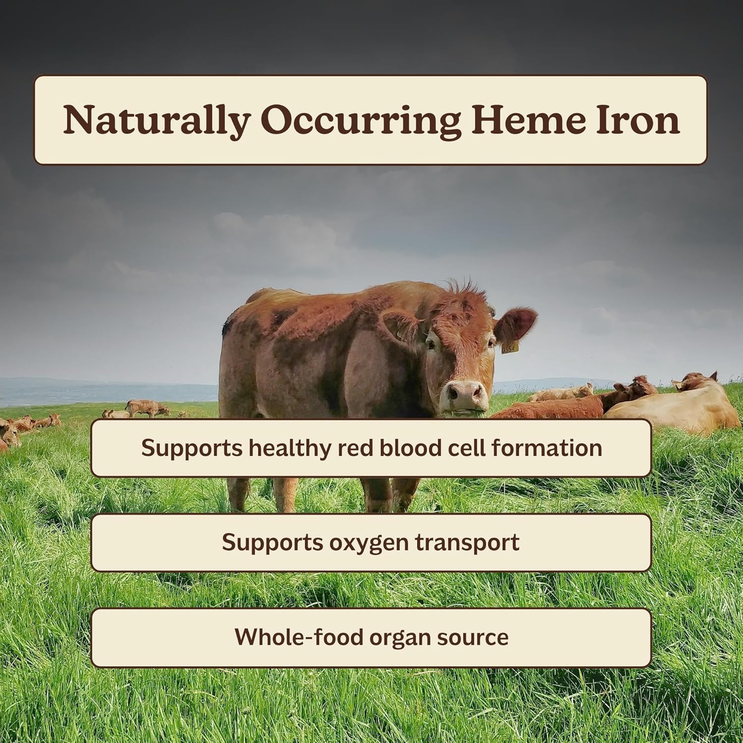 MK Supplements Ironclad – Grass Fed Beef Spleen & Bison Heart Capsules – Whole Food Heme Iron & CoQ10 – Desiccated Organ Supplement - Image 4