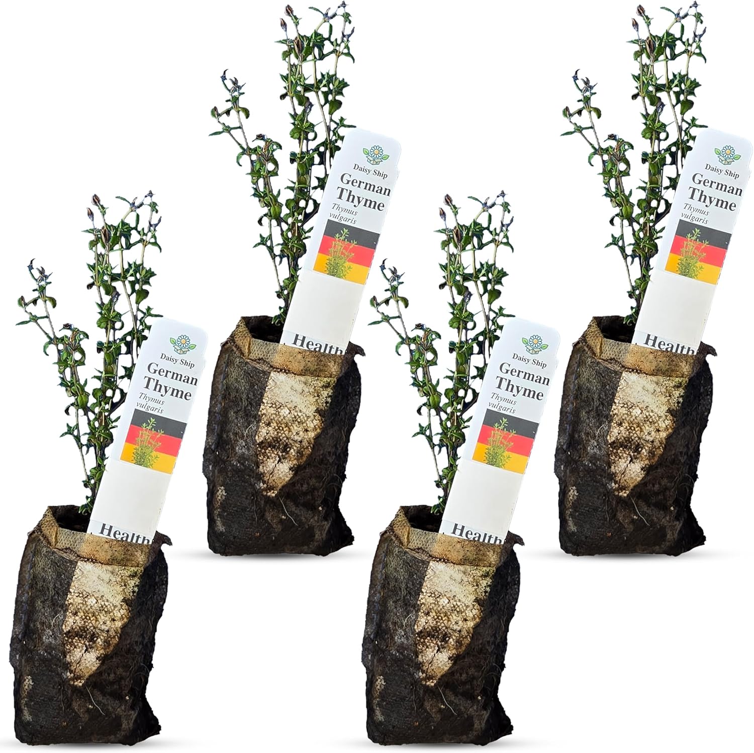 German Thyme Plants - Perfect for Indoor or Outdoor Gardening, High in Antioxidants, Fragrant and Flavorful Herb (4 ger Thyme Bags)