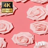 screentec - 4K Screensaver & Live Wallpaper