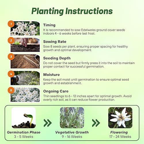 Miniatura 5 de Outsidepride 10000 semillas perenne Leontopodium Edelweiss semilla de cubierta de tierra para plantar