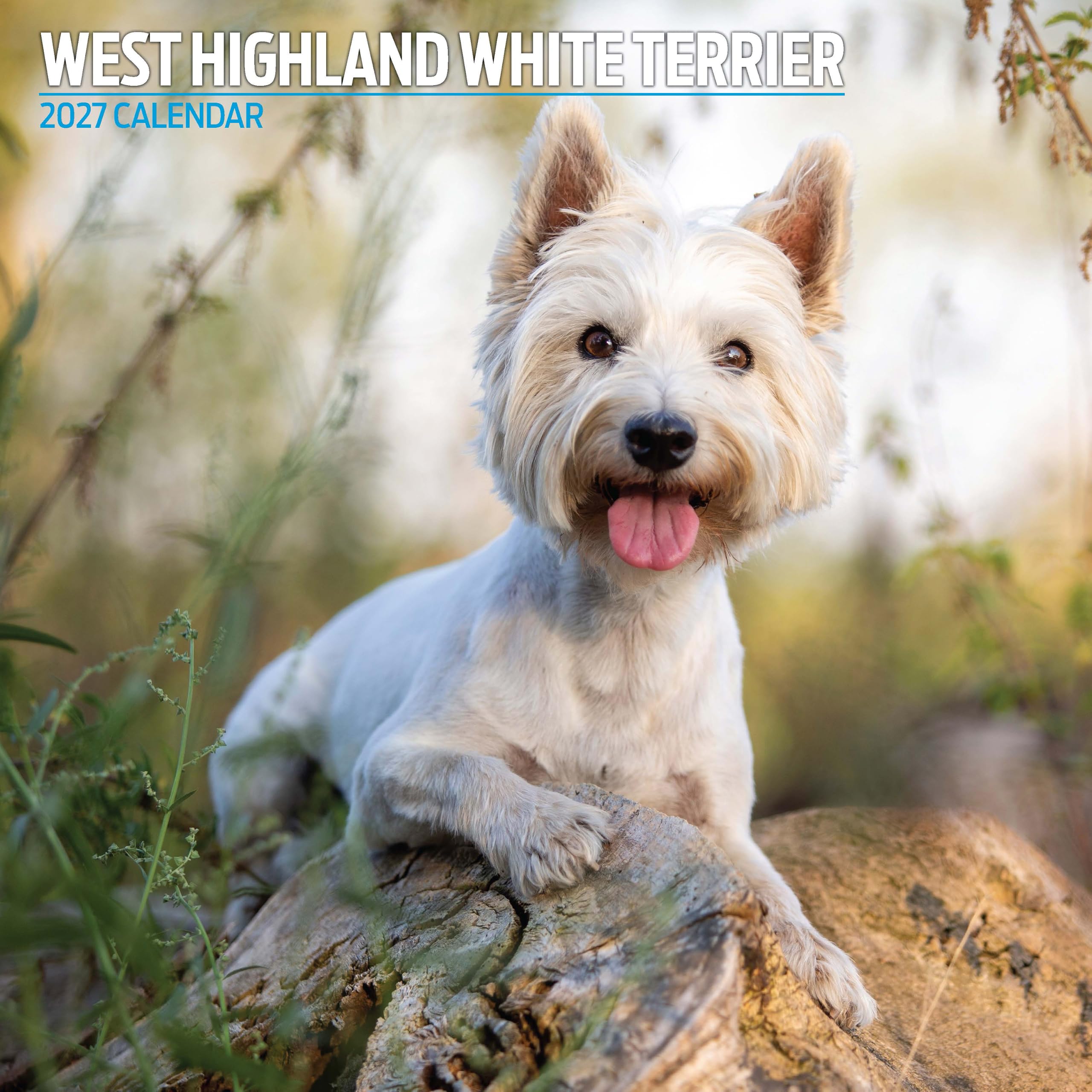 West Highland White 2027 Traditional Calendar