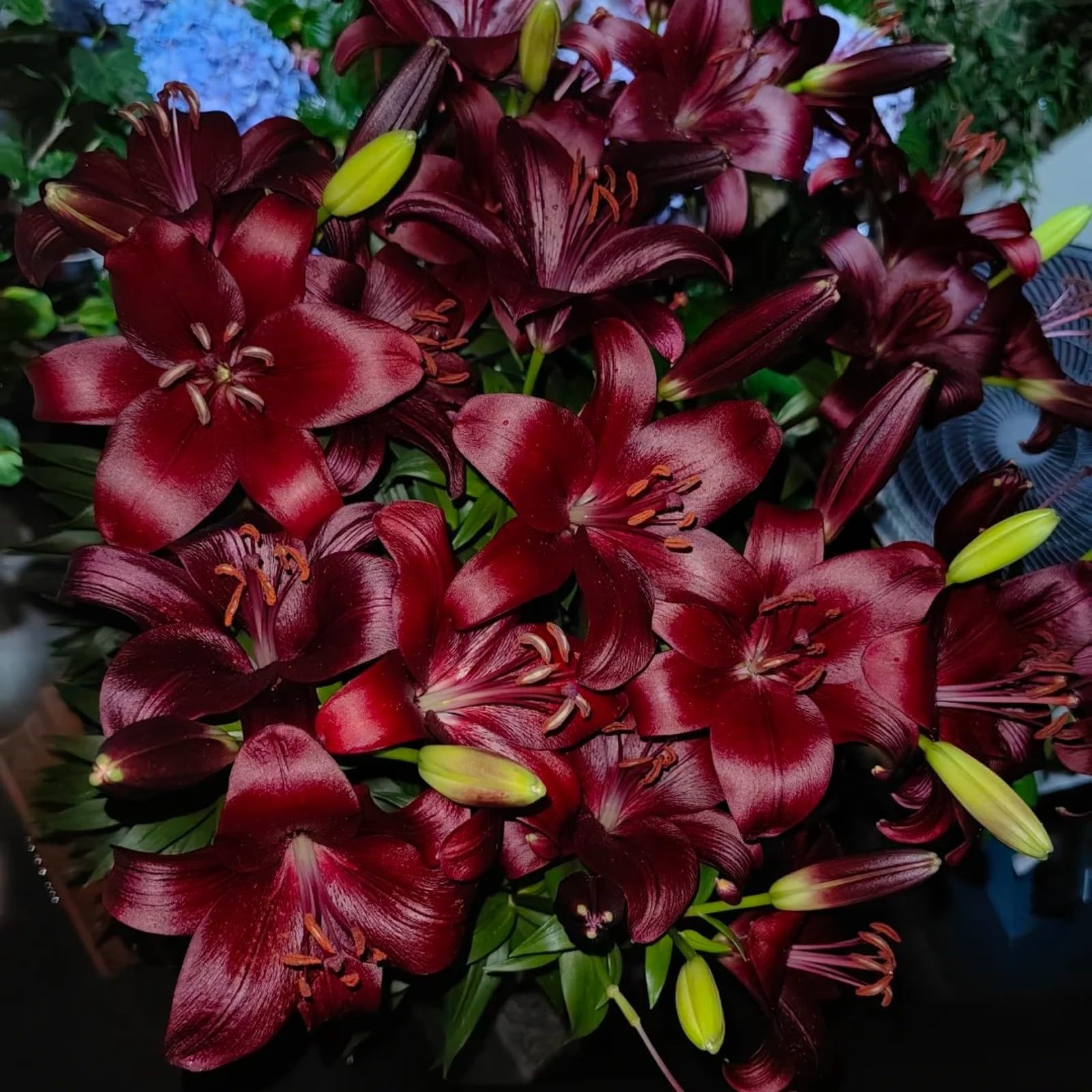 Excellent Tiger Lily Bulbs for Planting Now UK Perennial Excellent Cold-Resistant Display Plant Bulbs Easy Plant Ornamental Greening Flower Good for Containers Natural Organic -8bulbs-N โ image 1