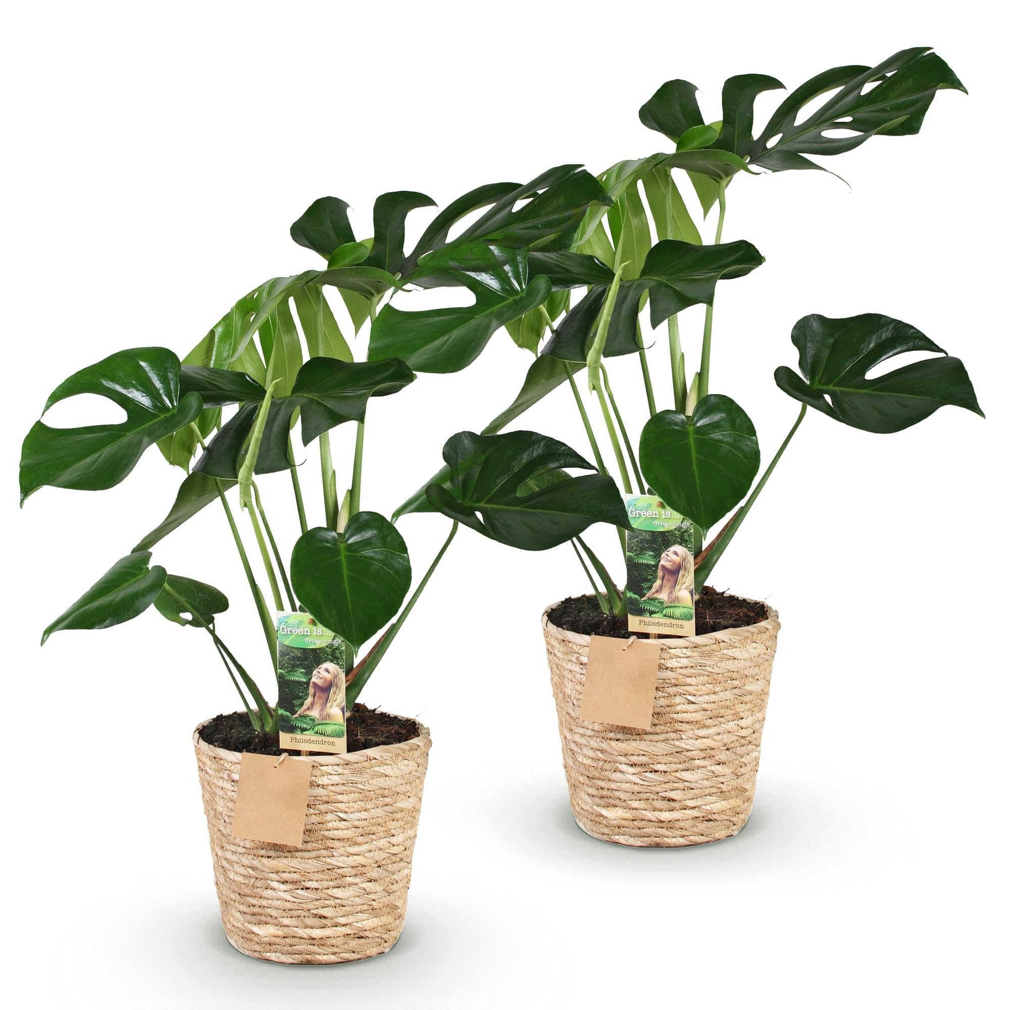 Monstera Deliciosa Zimmerpflanzen Grün, 2er Set, 50-55cm, Topf 17cm