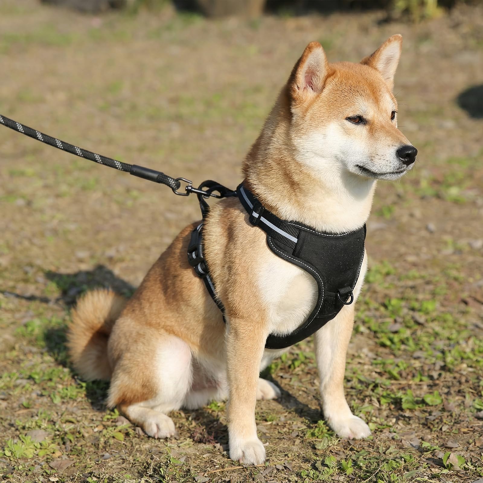 Amazon Basics Harnais pour chien sans traction, réglable et rembourré avec bandes réfléchissantes, Noir, Taille M