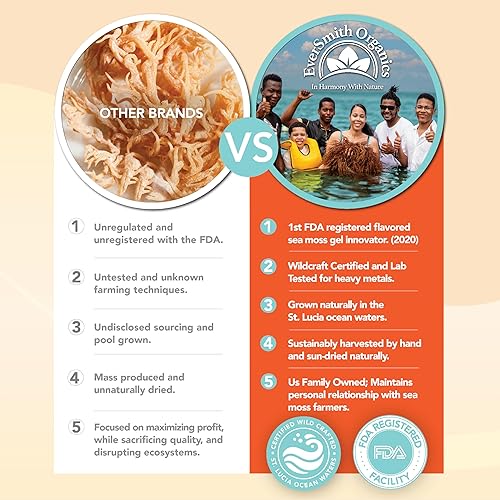 Miniatura 6 de EverSmith Organics Musgo marino irlandés silvestre de Santa Lucía Hace gel de 160 onzas Superalimento dorado crudo Musgo marino seco