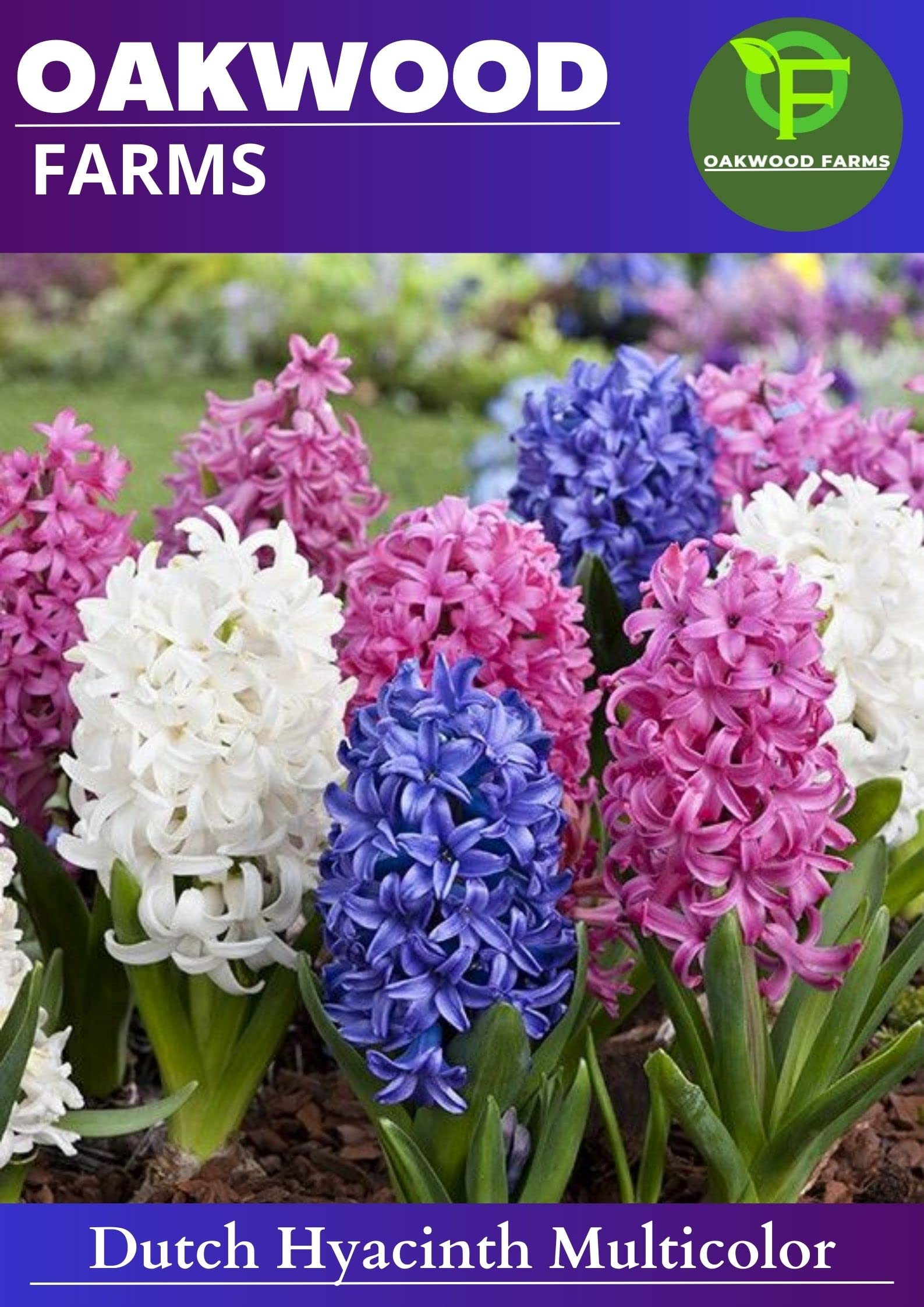 Oakwood Farms® Imported MIx Color Aromatic Dutch Hyacinth Flower Bulbs (Pack Of 2 Bulbs) (B0C4B6W39L) Amazon Price History, Amazon Price Tracker