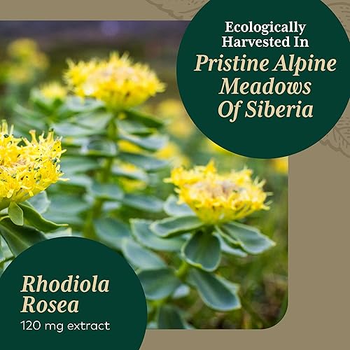 Miniatura 3 de Gaia Herbs Pro Rhodiola - para apoyo y alivio del estrés adaptógeno - con Rhodiola Rosea, Rosavins, glicerina vegetal y más - 60 fito-cápsulas