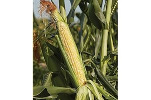 Burpee Sweetness Sweet Corn Seeds' Bodacious Bites