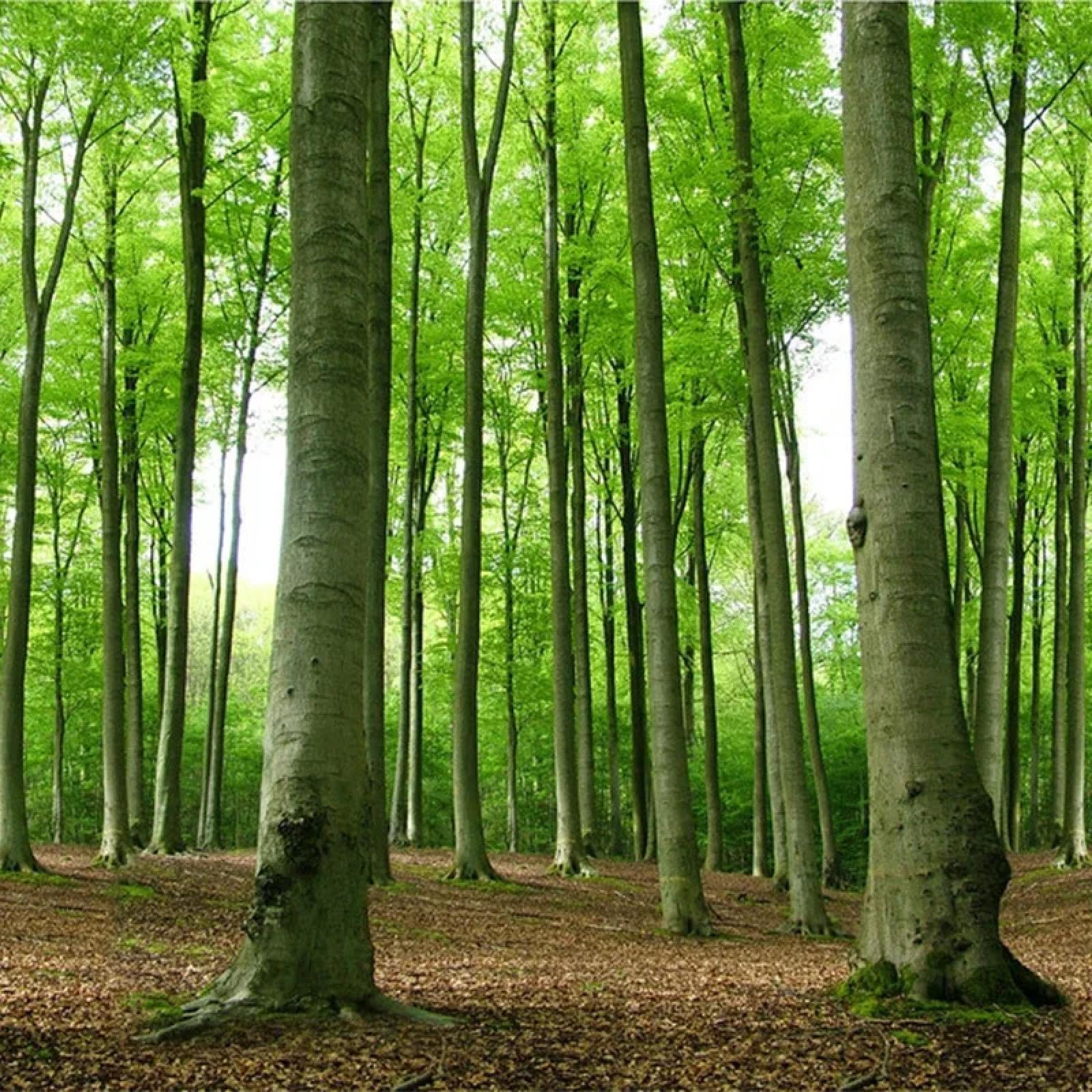 Samoprzylepna tapeta 3D z motywem lasu i topoli, idealna do dekoracji tła sofy w salonie lub wystroju domu.