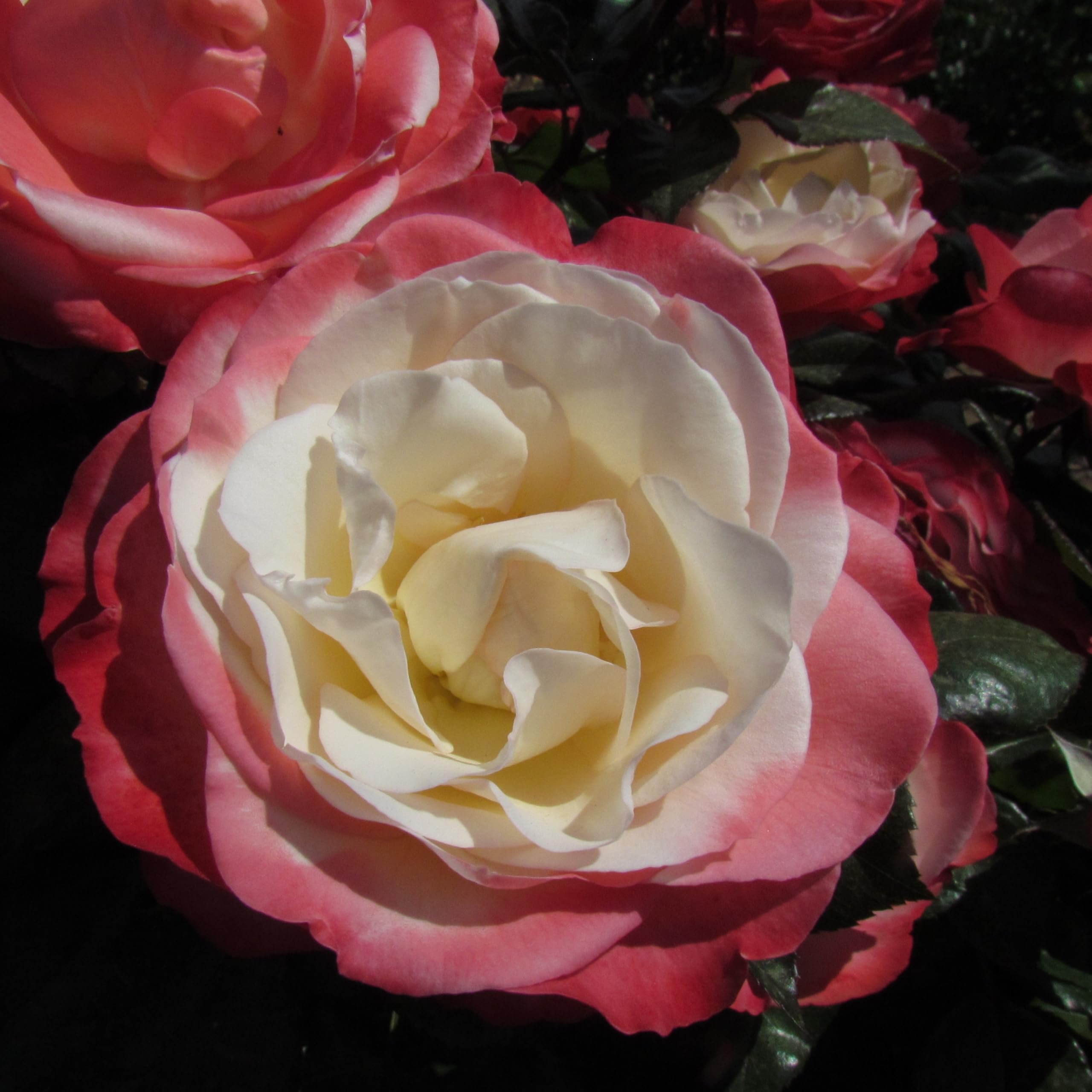 Carol's Choice - 5.5lt Potted Hybrid Tea Garden Rose Bush - White Blooms with Cherry Red Edges - Good Fragrance
