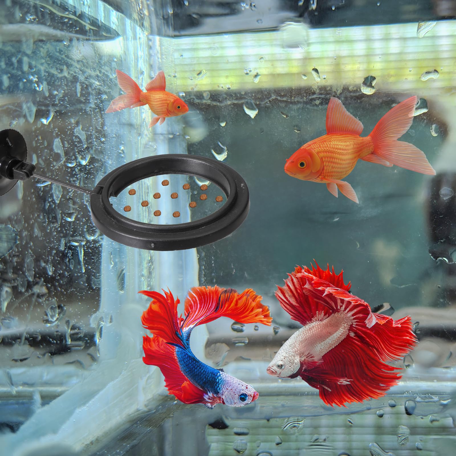 Lot de 2 anneaux d'alimentation pour poissons d'aquarium - Avec ventouses - Distributeur automatique de nourriture pour poissons rouges Bettas - Tortue - Noir