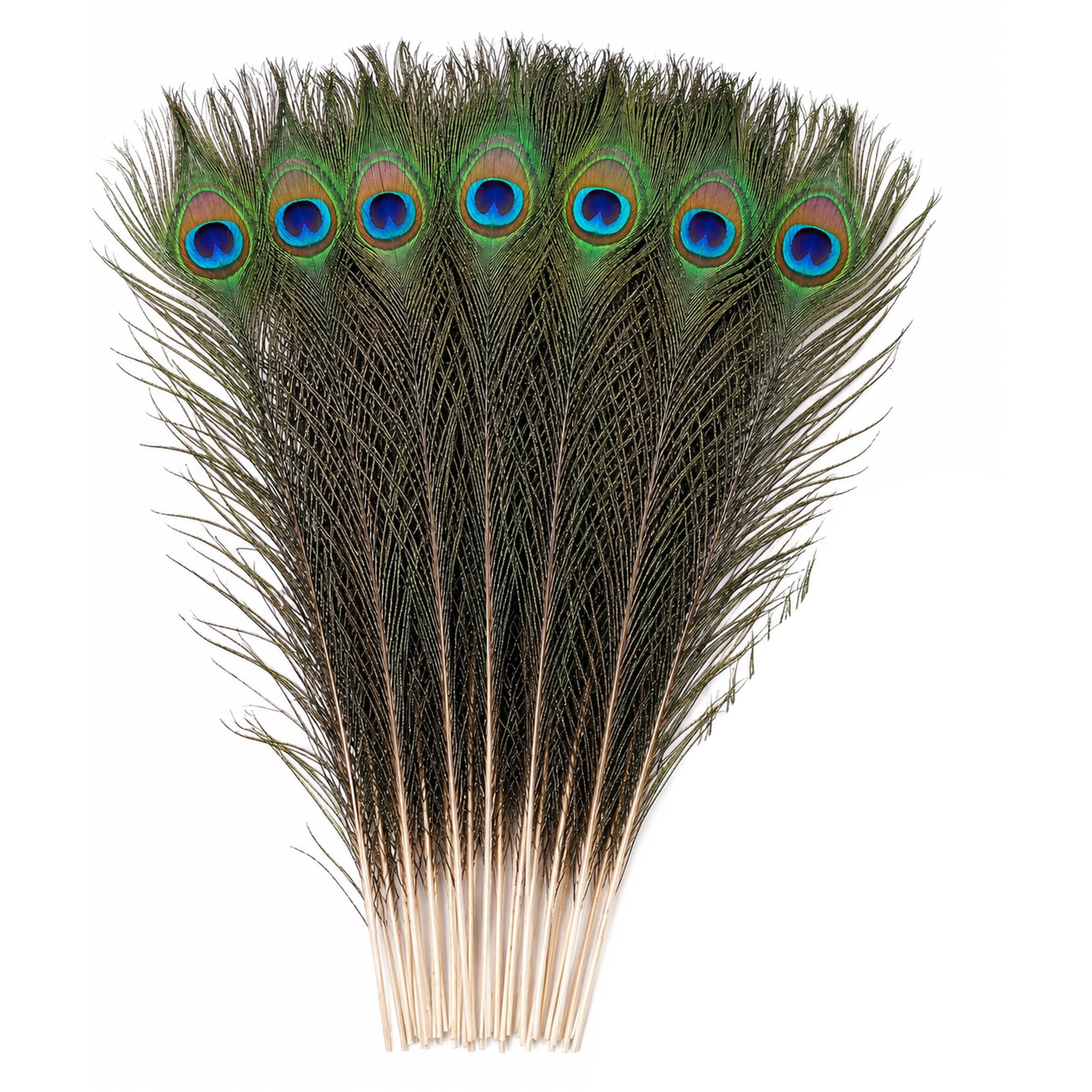 Trimming Shop Real Medium Peacock Feathers 15-18 Inch, 25pcs